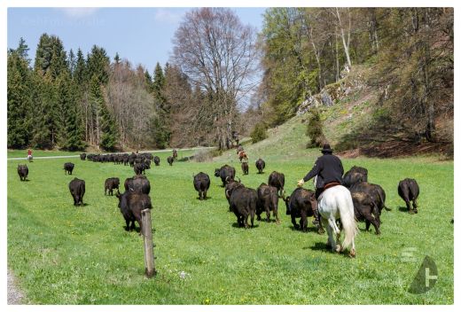 Weideauftrieb in Schwäbische Alb