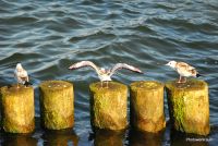 Ostsee - Impressionen von der Insel Usedom